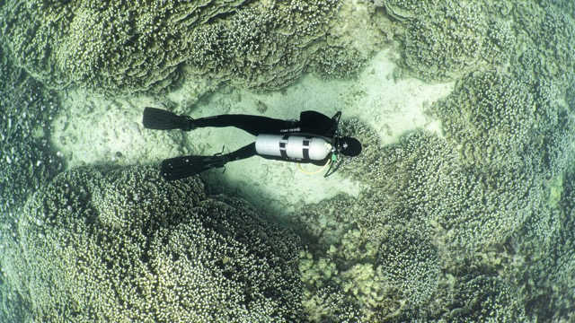 looking down on a diver swimming amongst coral