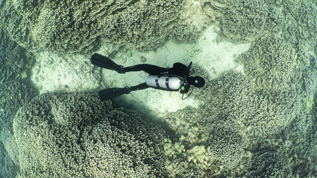 looking down on a diver swimming amongst coral