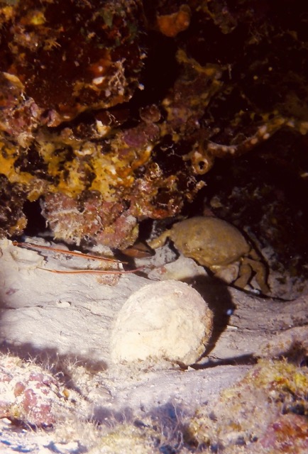 a crab and 2 pipefish hiding under a coral cave rock