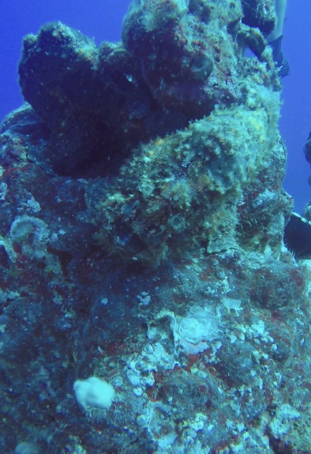 a frogfish hiding on a reef rock