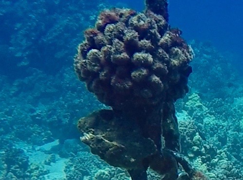 a frogfish and a coral head cling to a mooring line chain