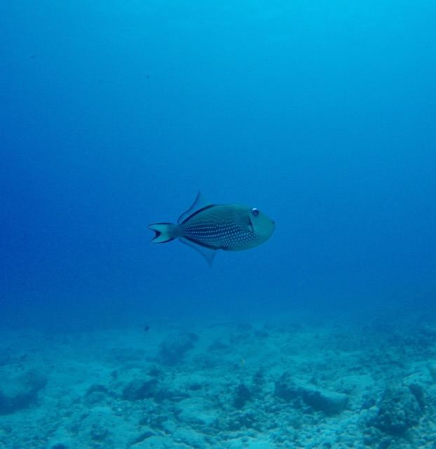 a triggerfish swims in the deep ocean