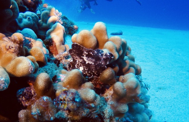 a leaf scorpionfish sitting in coral