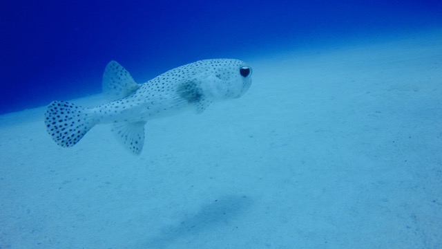 a pufferfish swimming near the sandy bottom