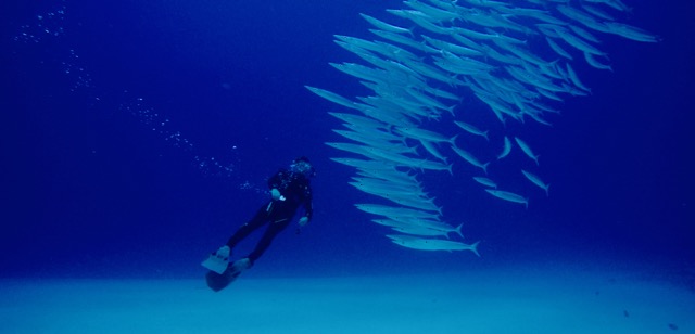 a diver swims behind a school of barracuda