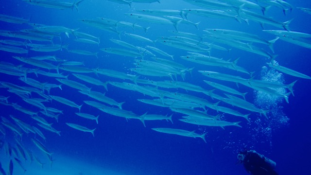 a school of barracuda swims over a diver