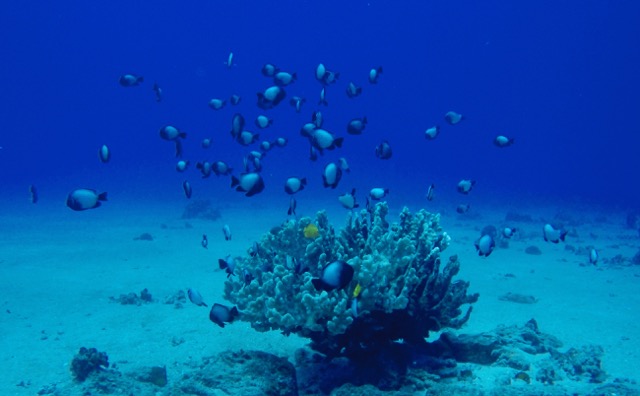 a coral head with a large school of domino damselfish above it
