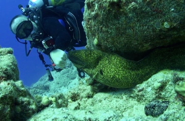 a large eel peers out from under a rock with a diver looking around at it