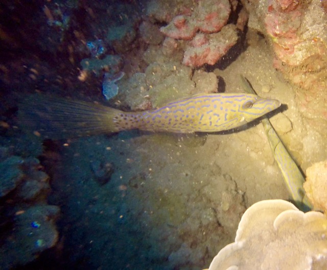 a triggerfish in a dark cave