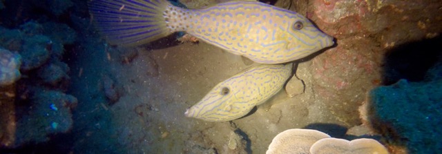 2 fantail triggerfish hide in a cave