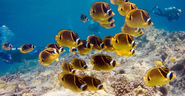 a school of raccoon butterfly fish with a diver behind