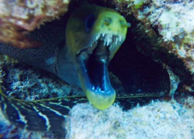 viper moray with mouth open peering out from under a rock