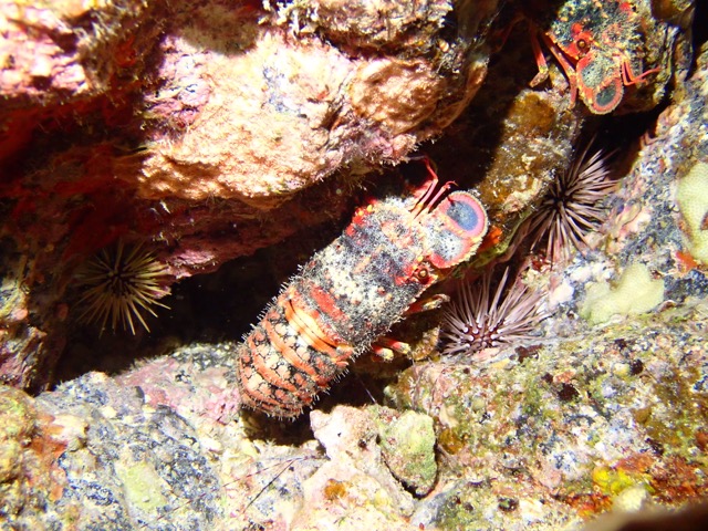 slipper lobsters and an urchin on the reef