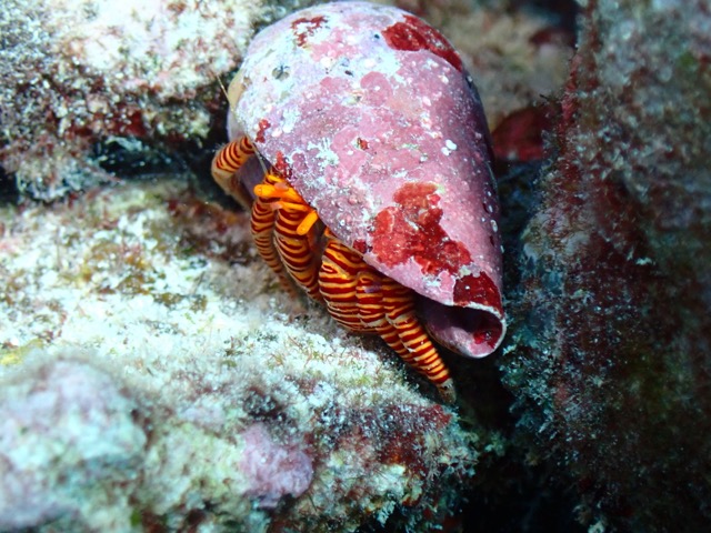 striped hermit crab on the reef rock