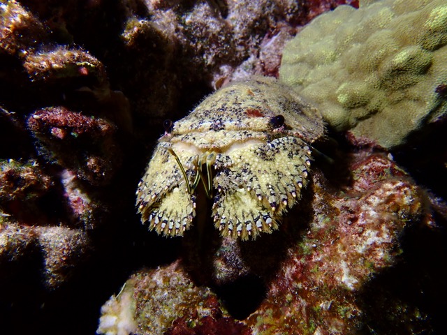 slipper lobster on the reef at night