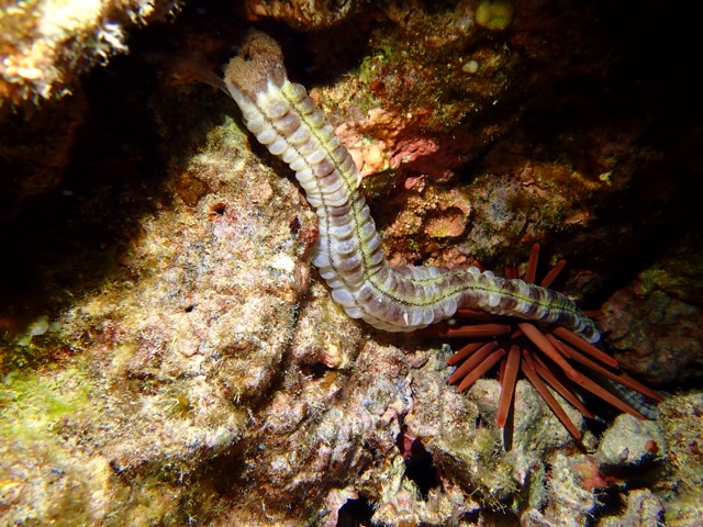 sea cucumber out on the reef at night
