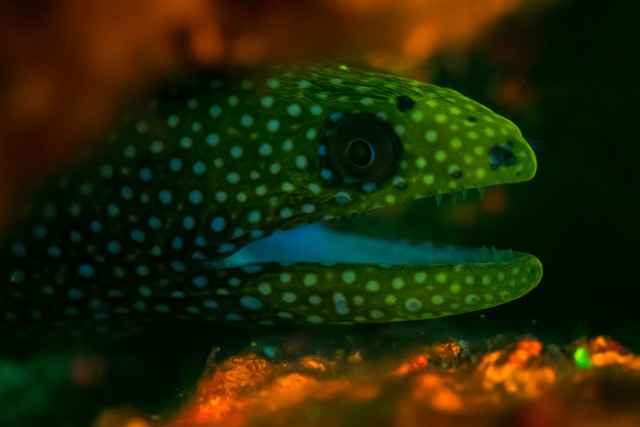 glowing eel hiding in a glowing rock