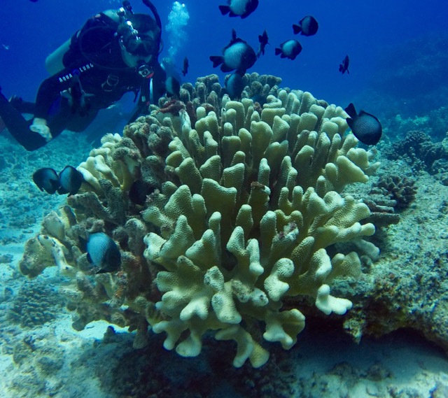 a staghorn coral head with fish overhead and a diver behind