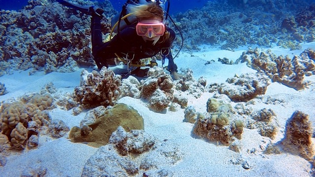 diver looking at a frogfish on the sandy bottom