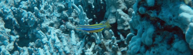 a small wrasse in the coral