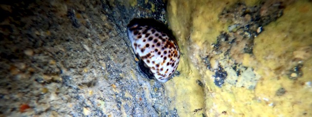 tiger cowry shell on the reef rock