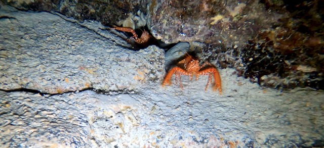 kona lobster in a cave