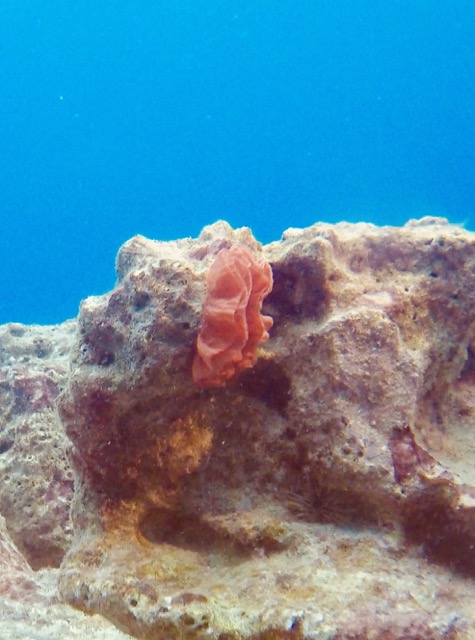 frilly egg sac attached to a reef rock
