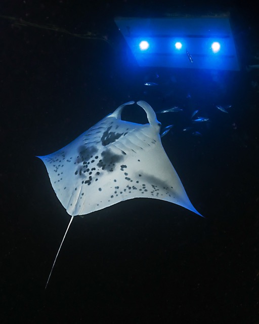 manta ray flipping over underwater under blue lighting