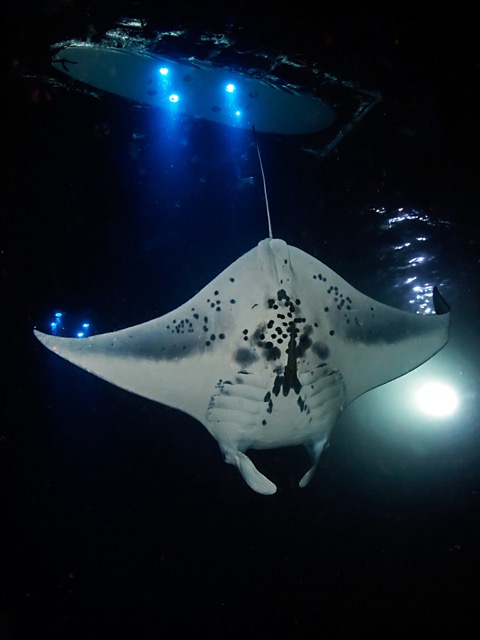 manta ray swimming under a light board at night