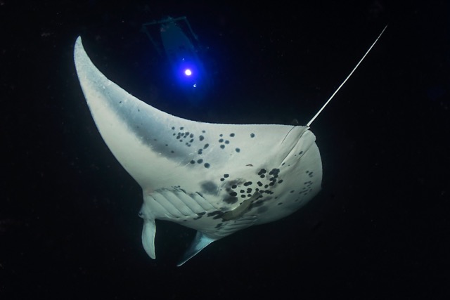 manta ray swimming under a light board at night