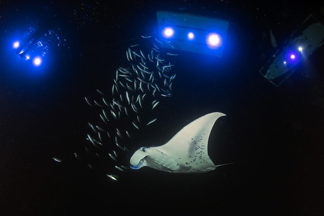 manta ray swimming under a light board at night with fish in the way