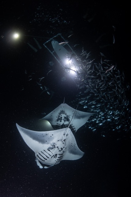 manta ray swimming under a light board at night with a school of fish overhead