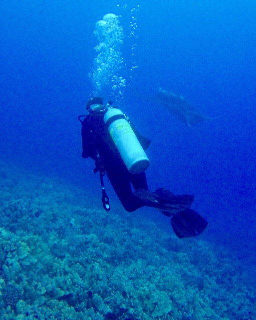 diver looks at manta ray