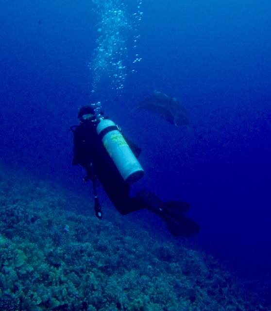 diver looks at manta ray