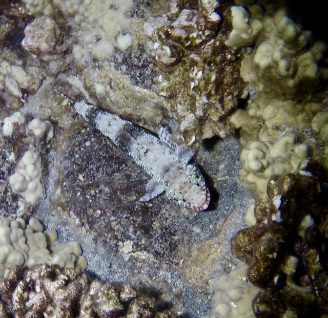 lizardfish sits on reef rock