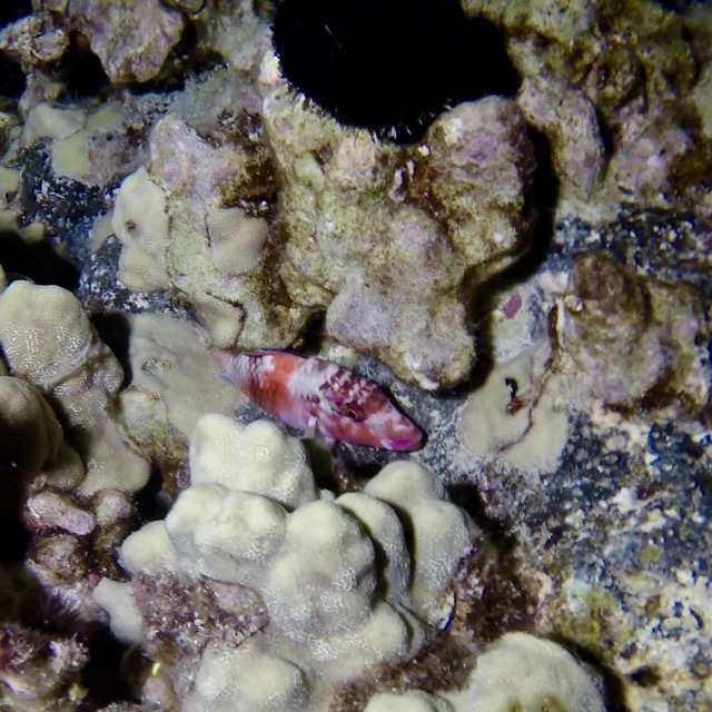 small fish at night on reef