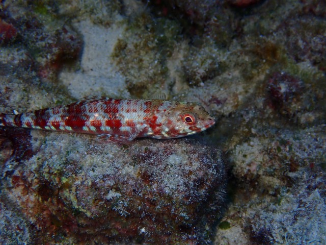 lizardfish sits on reef rock