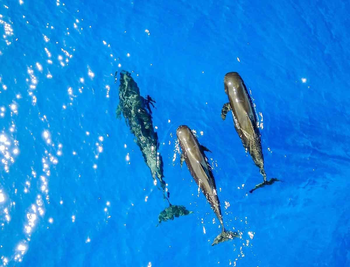 overhead shot of 3 pilot whales near the ocean surface