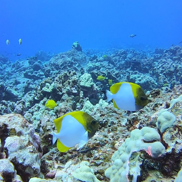 pyramid butterflyfish on the reef in kona, hawaii