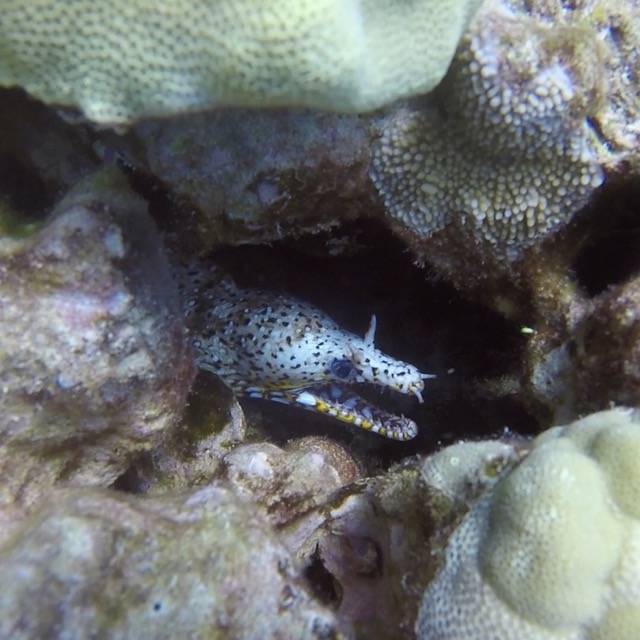 dragon morey eel hiding in the reef