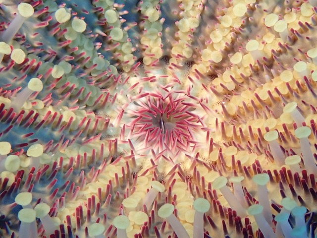 underbelly of a crown of thorns sea star