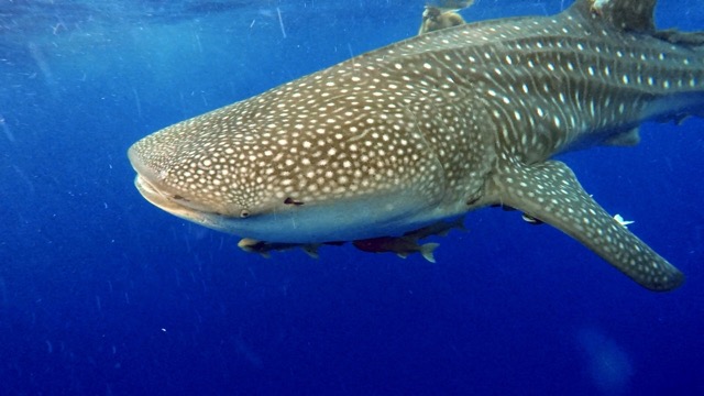 whale shark with remora attached
