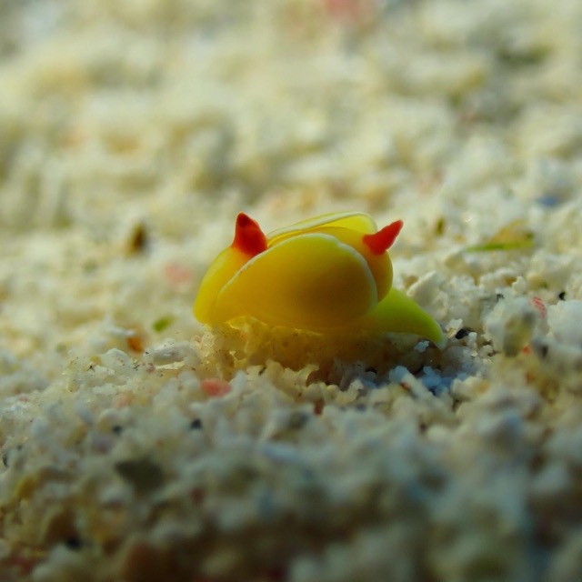 tiny bubble snail in the sand