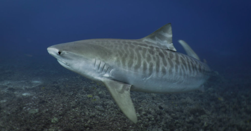 a tiger shark turns close to the camera revealing it's namesake stripes