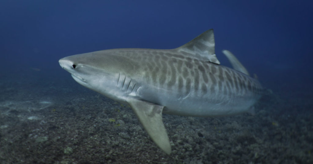 The Best Shark Diving in Kona Hawaii