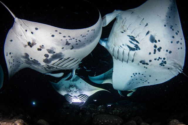 a group of manta rays swim around eachother at night