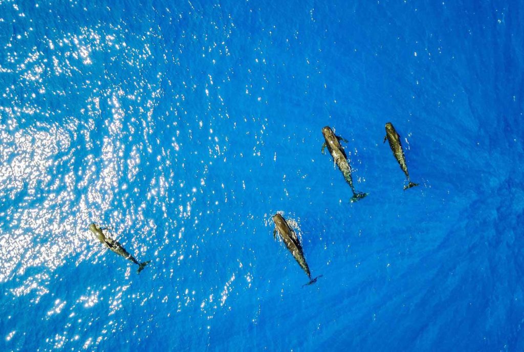 overhead aerial view of a pod of pilot whales swimming near the ocean surface