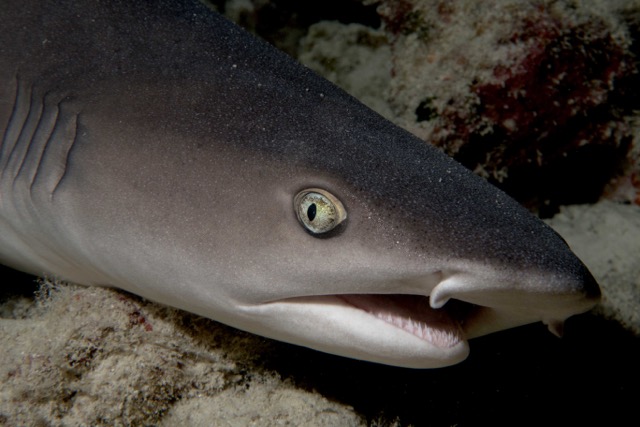 headshot of a white tip reef shark from the side laying on the ocean floor