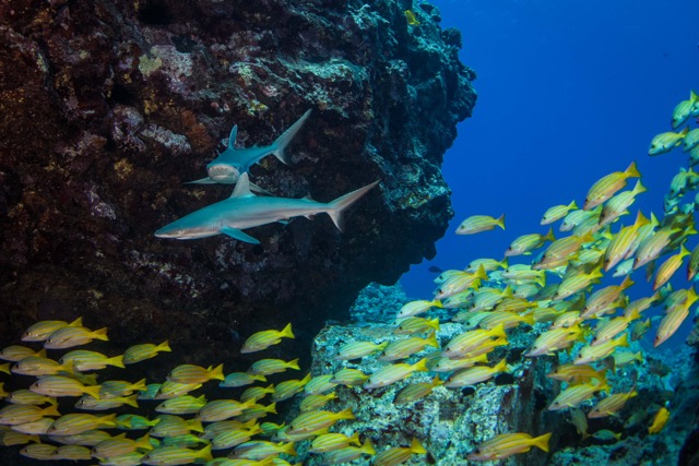 2 baby grey reef sharks swim towards with a school of snapper underneath and a rock wall behind