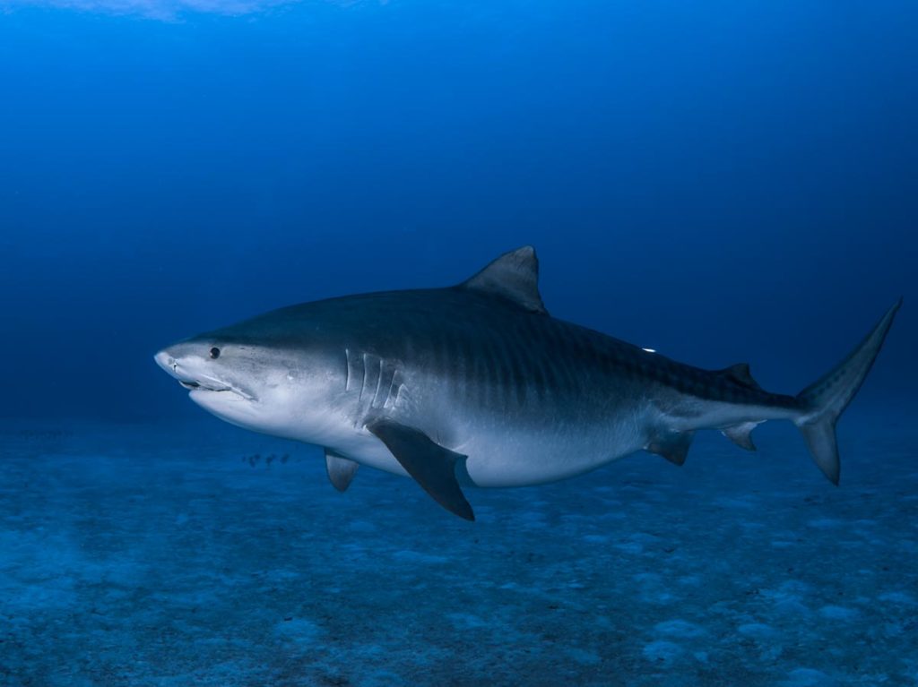 a large pregnant tiger shark swims just above the ocean floor